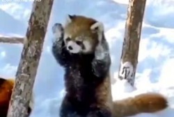 搞笑爆料动物视频,动物界的“喜剧之王”大揭秘