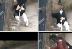 网友爆料金碧学校视频是真的吗,网友爆料金碧学校视频真实性调查