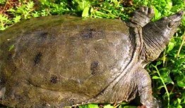 成都文王甲鱼爆料视频,揭秘网红美食背后的真相