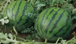 溧阳吃瓜最新事件爆料视频