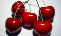 樱桃全集在线观看