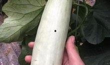 有吃瓜视频的网红吗,揭秘有吃瓜视频的神秘网红