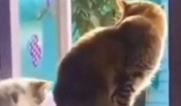 搞笑爆料动物视频,动物界的“喜剧之王”大揭秘