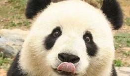 熊猫和猪的爆料视频播放,趣味互动背后的秘密