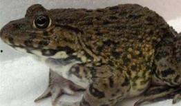 爆料田鸡饲养视频大全图片,视频大全图片解析养殖技巧与过程