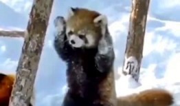 搞笑爆料动物视频,动物界的“喜剧之王”大揭秘